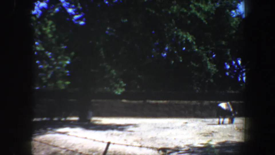 1964 8mm frame of a mule grazing near a fenced edge, with trees and sunlit pavement in the Saint Louis metadata location.