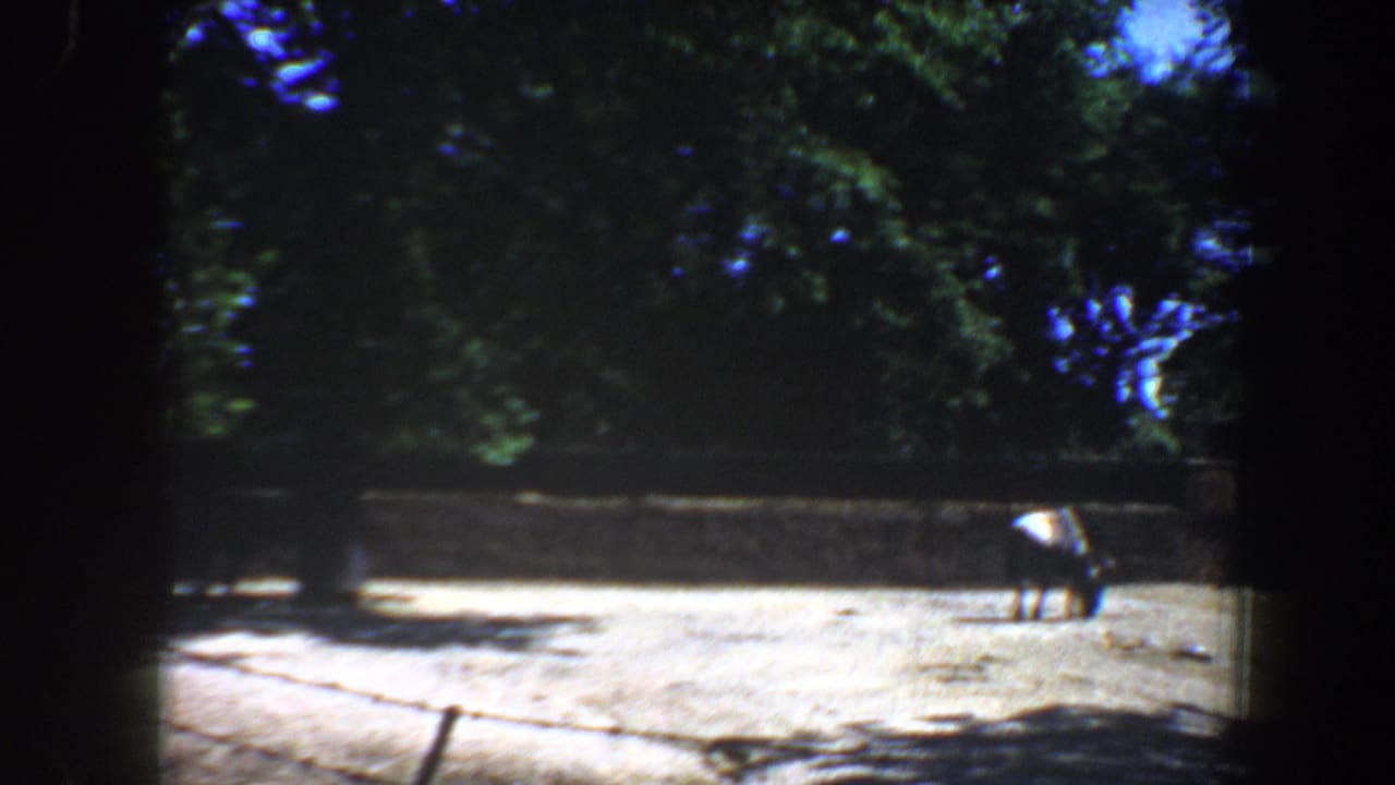 1964 Saint Louis zoo footage showing a small hoofed animal grazing near a low stone wall under trees.