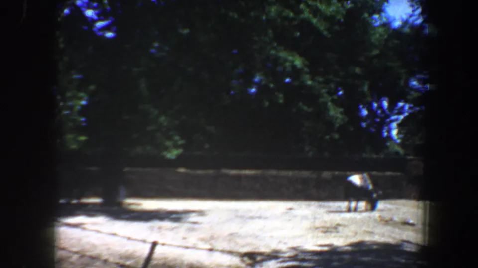 1964 Saint Louis zoo footage showing a small hoofed animal grazing near a low stone wall under trees.