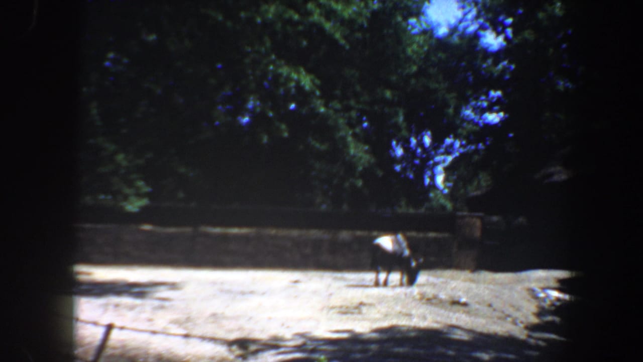 Small hoofed animal grazing near a wall in a bright outdoor enclosure.