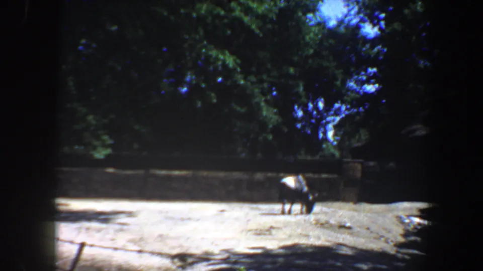 A small hoofed animal grazes in a bright Saint Louis zoo enclosure, with trees and shadowed film edges visible.