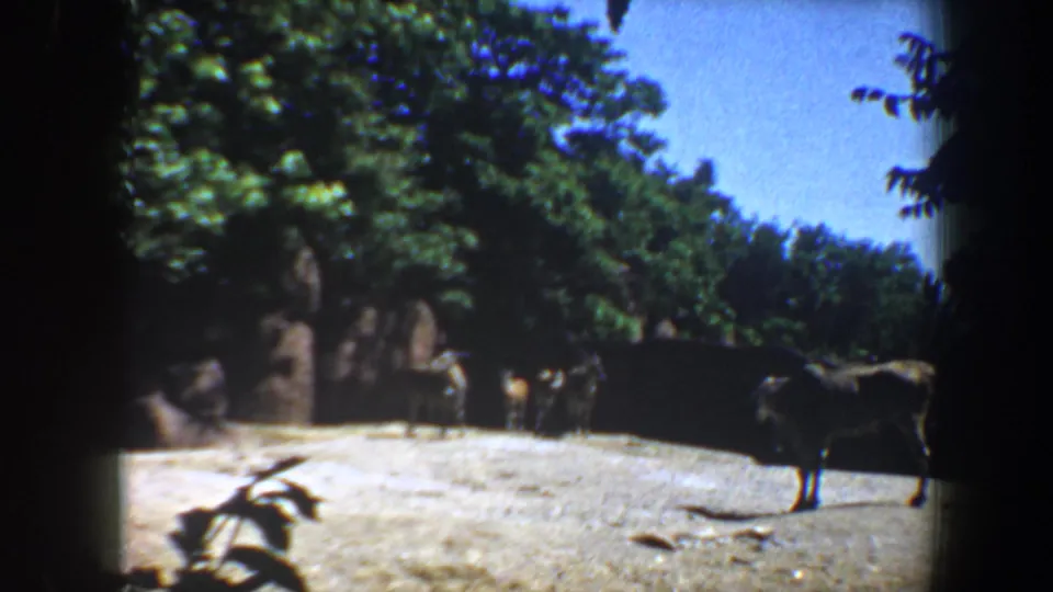 Several hoofed animals stand across a sandy Saint Louis zoo enclosure, with stone walls, trees, and blue sky behind them.
