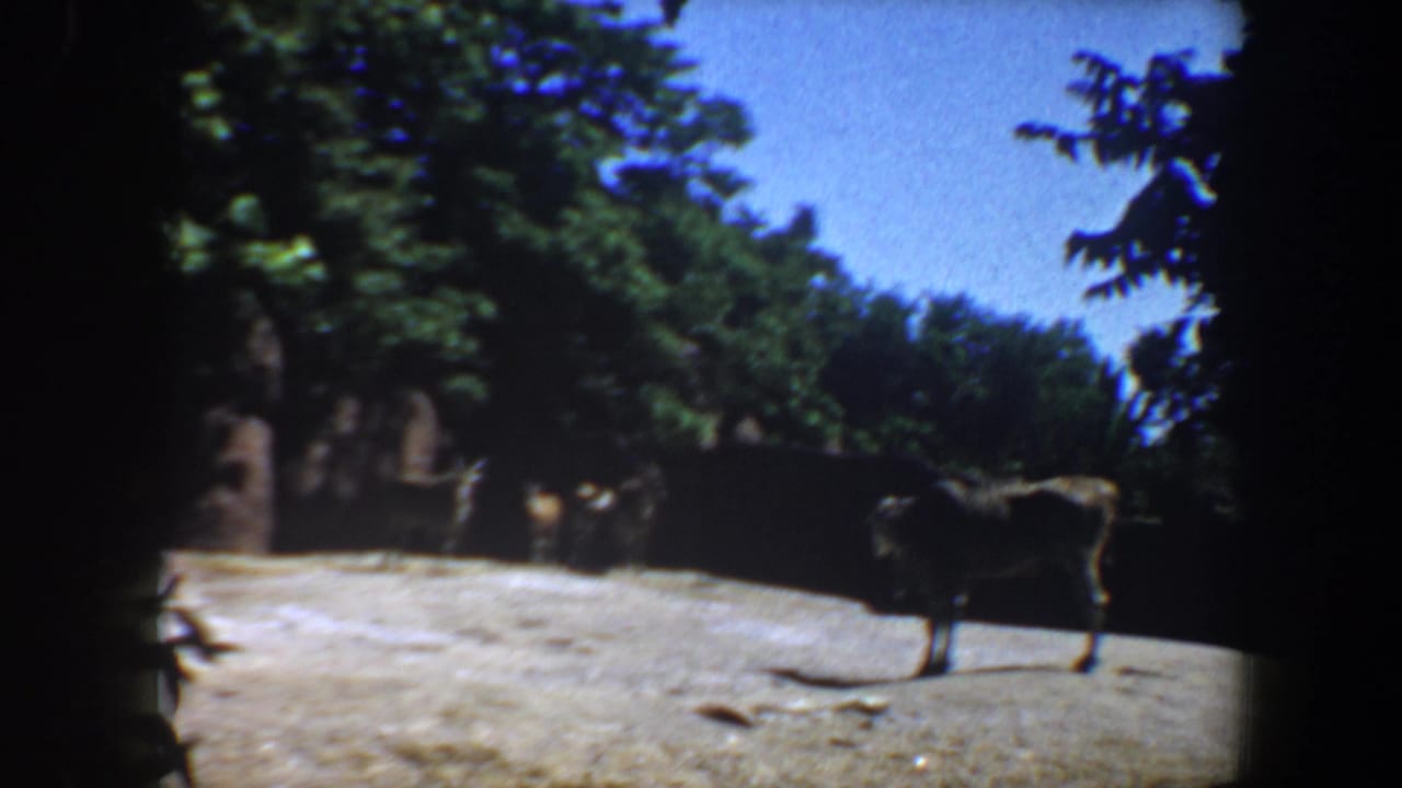Hoofed animal standing on gravel in a shaded wooded enclosure.