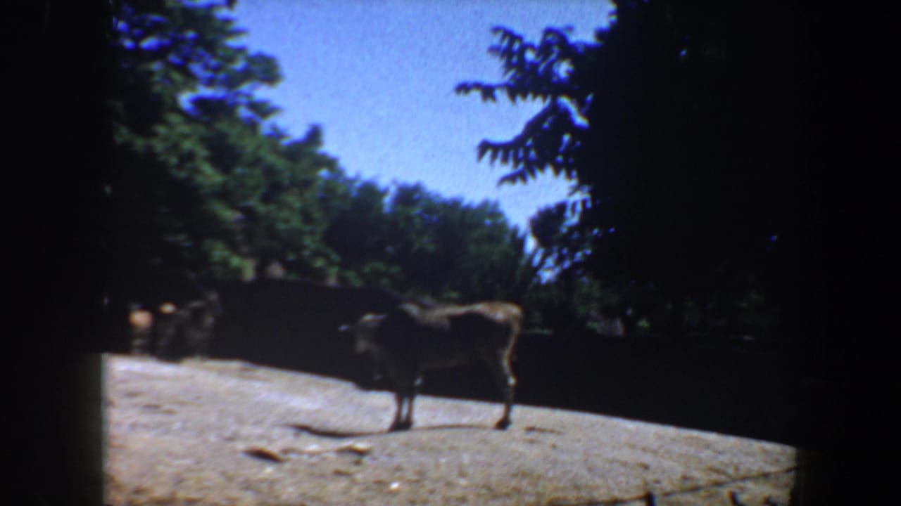 Hoofed animal on gravel with trees and rocks behind it.