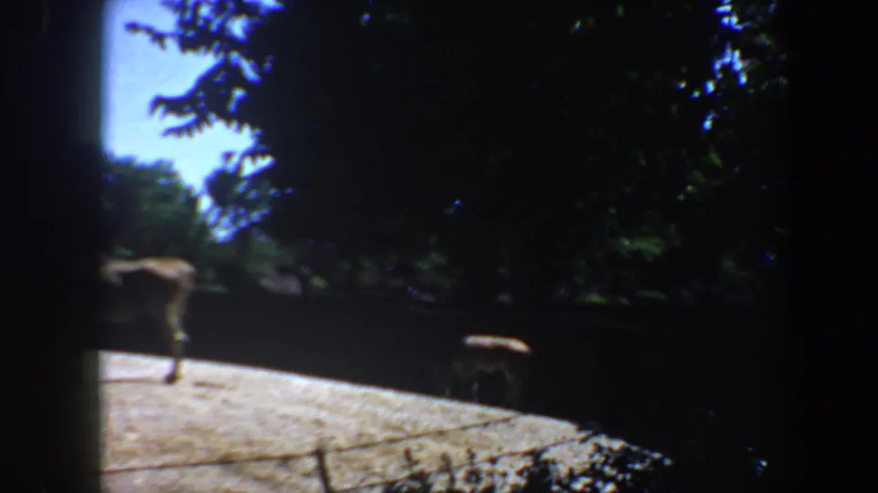 A handheld 8mm frame catches the animal partly at left, with gravel, shade, foliage, and enclosure edges visible.