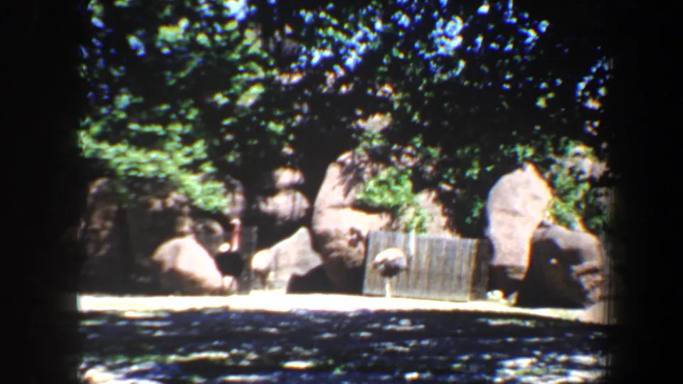 The final frame shows the Saint Louis animal enclosure environment, including rocks, trees, a dark wall, and a small wooden structure.