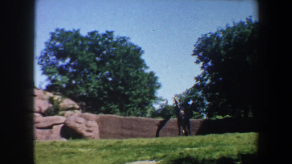 In the Saint Louis zoo clip, a giraffe stands near artificial rockwork with trees, grass, and distant visitors in view.