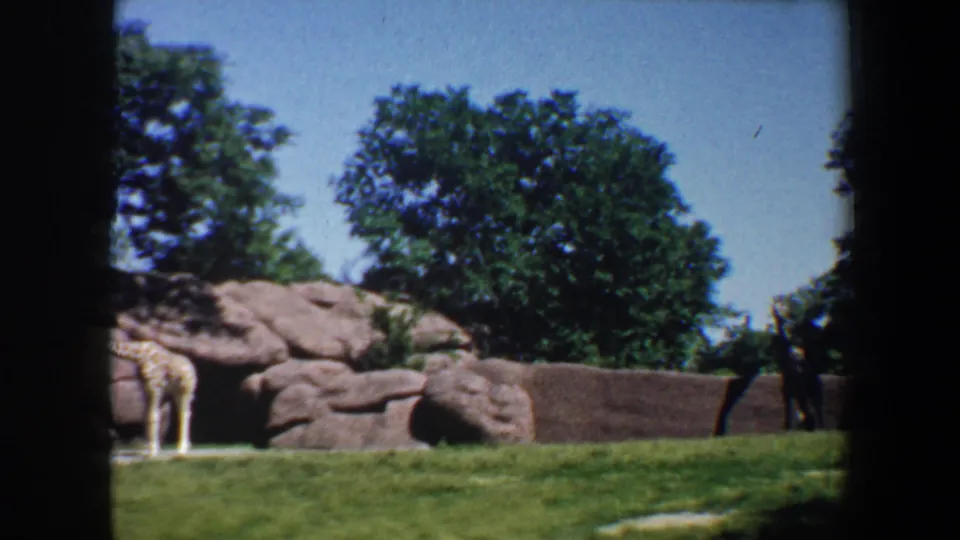 The 1964 home-movie frame shows a giraffe near a rocky zoo wall, green grass, trees, and visitors partly visible at right.