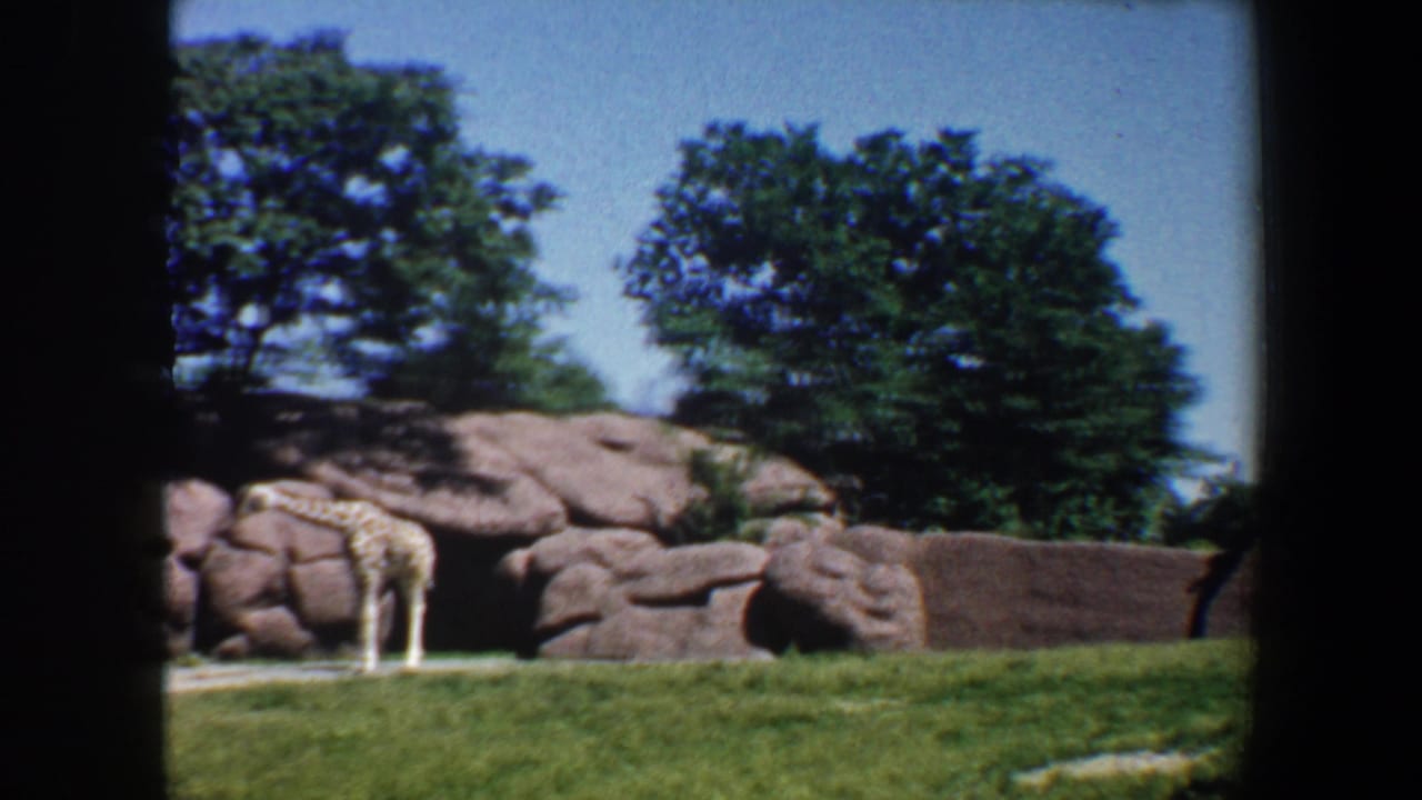 Giraffe standing near rocks and grass inside a zoo enclosure.
