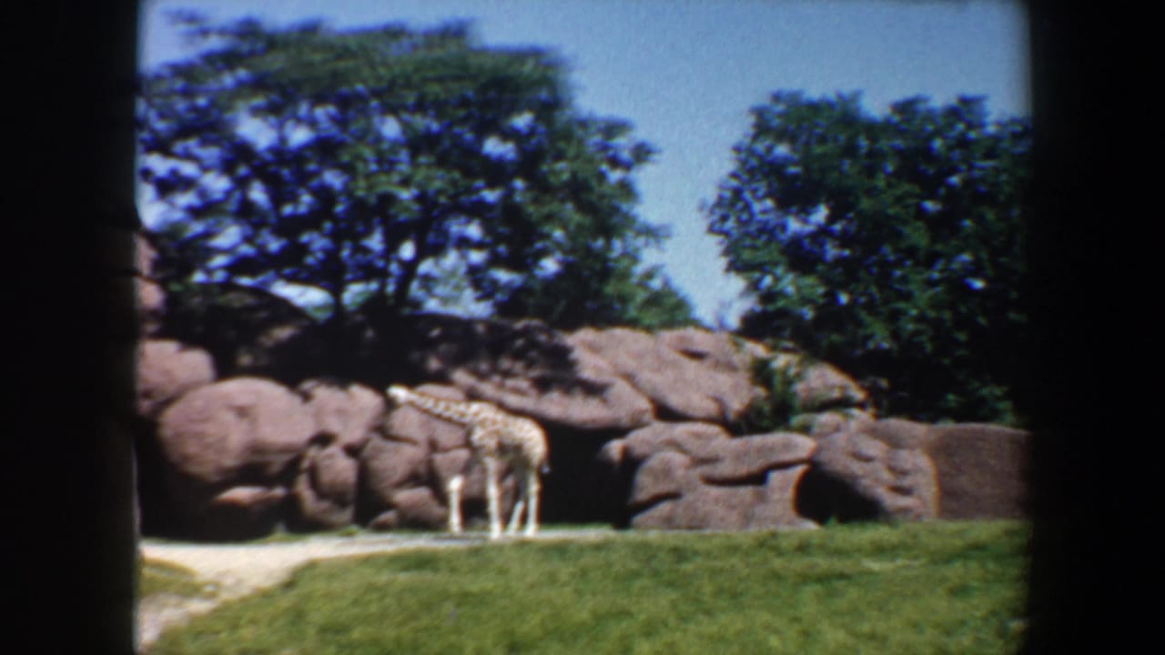 Giraffe walking along a pale path beside rocks and grass.