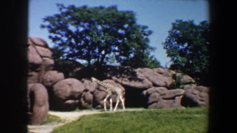 1964 Saint Louis zoo home-movie frame showing the giraffe crossing before brown rockwork and dense green trees.
