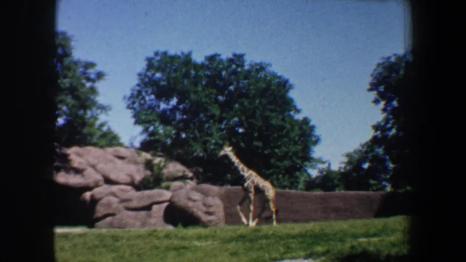 1964 Saint Louis zoo frame with the giraffe near the right edge of a grassy habitat bordered by rocks and trees.