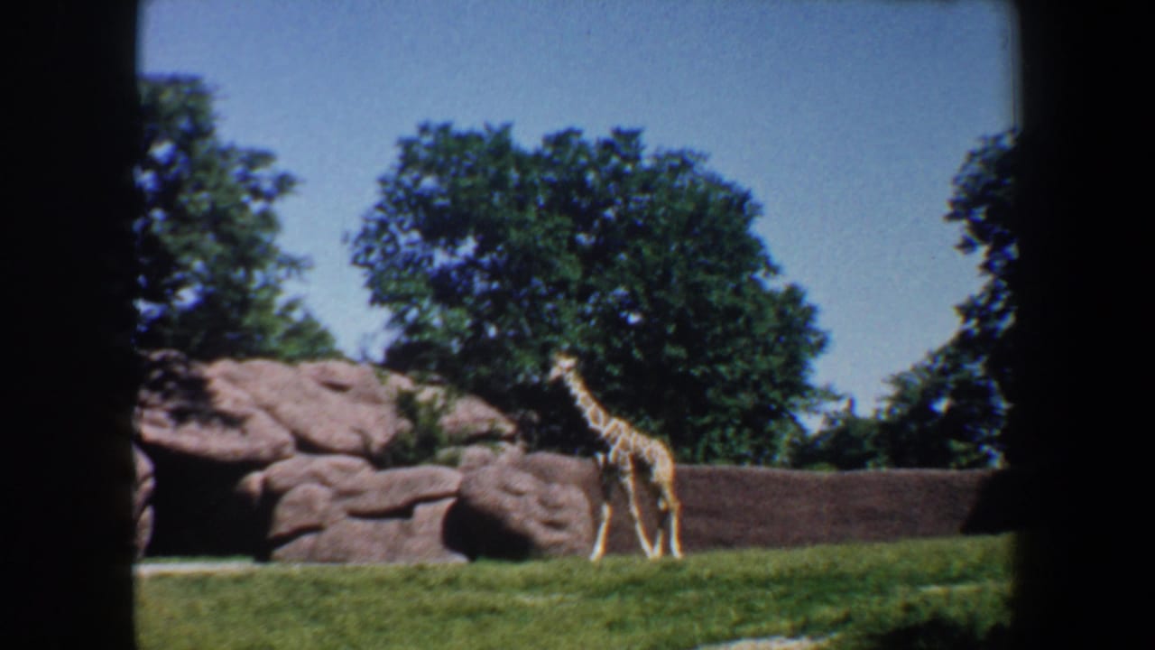 1964 Saint Louis zoo home-movie frame showing a giraffe walking beside rockwork under a blue sky.
