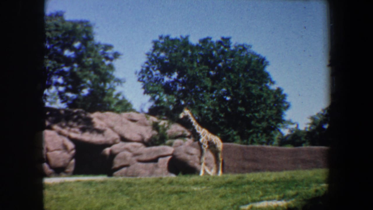Giraffe standing near a low wall and rocky zoo backdrop.