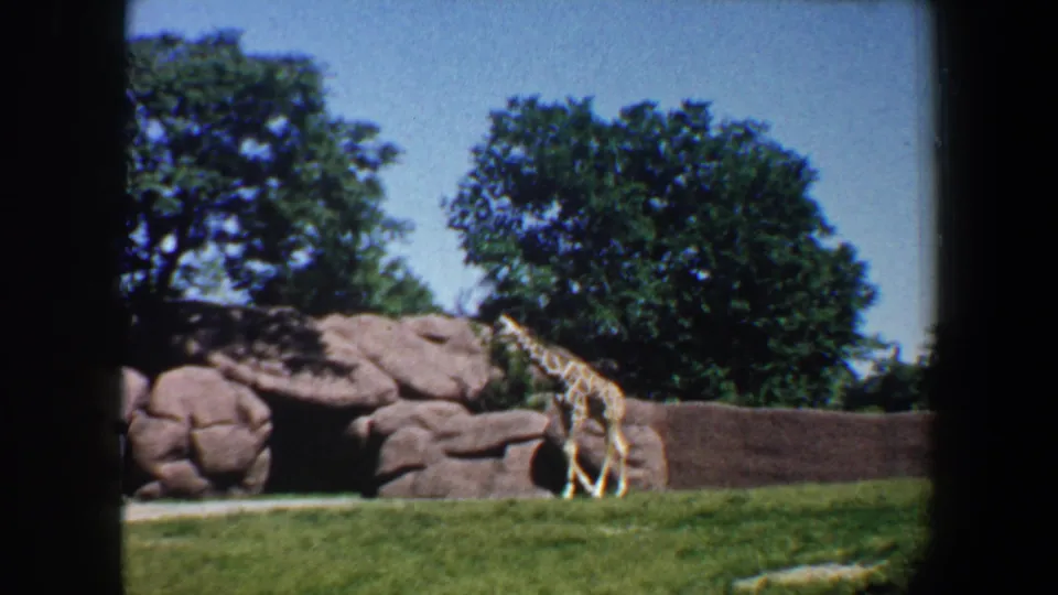 1964 Saint Louis zoo frame showing a giraffe near a cave-like rock opening in a grassy enclosure.