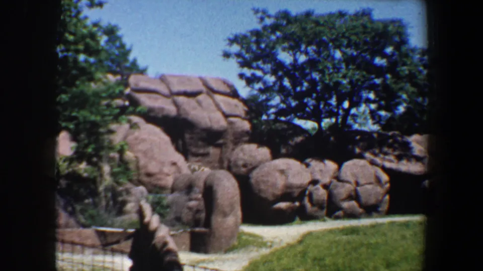 1964 Saint Louis zoo frame showing the rocky enclosure after the giraffe has moved into or behind the cave-like shelter.
