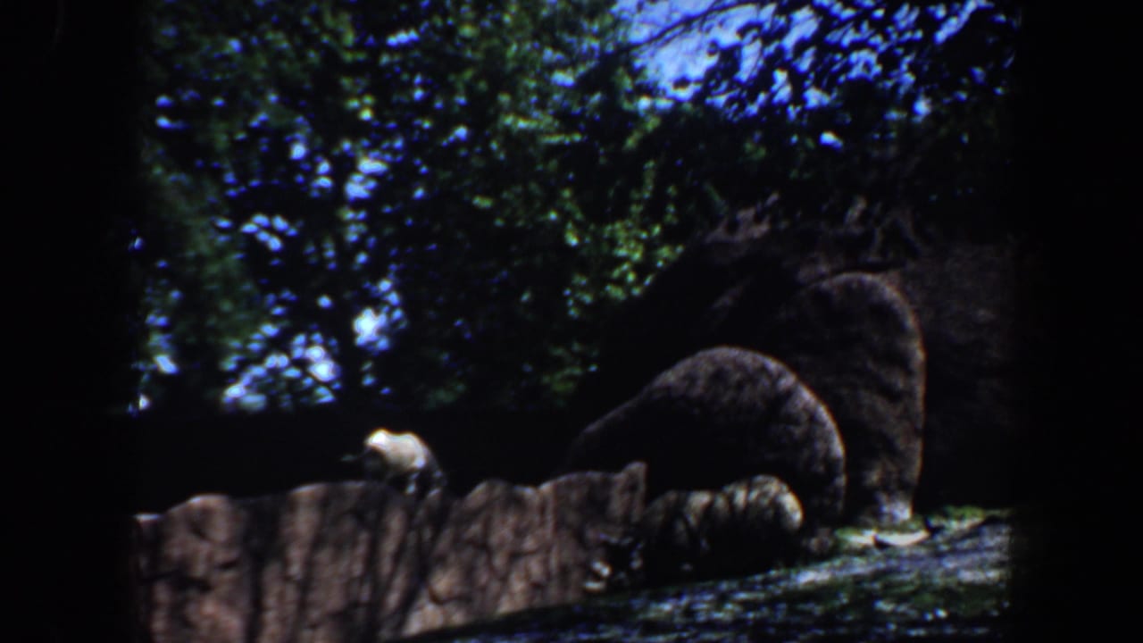 Dark-furred animals resting behind a low rock wall in a shaded zoo enclosure.