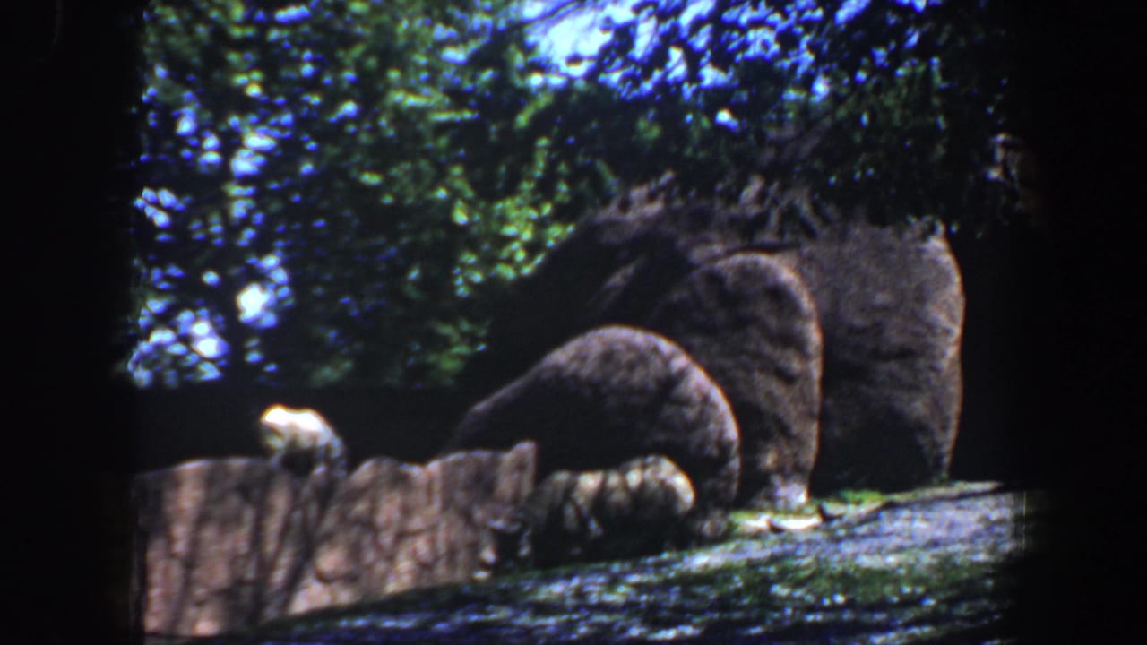 Small pale animal perched on a low wall with larger animals resting behind it.