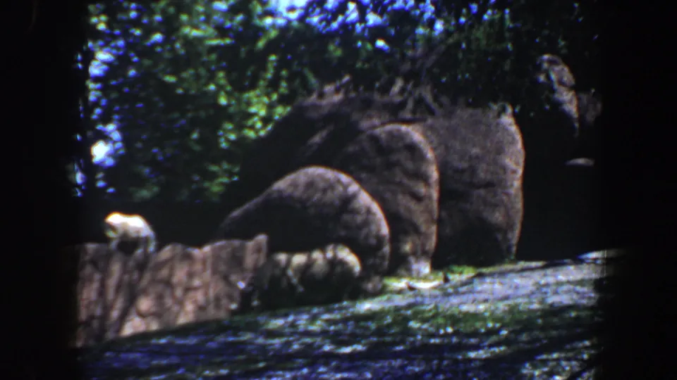 1964 Saint Louis home-movie frame of animals in a shaded zoo enclosure with trees and rockwork.