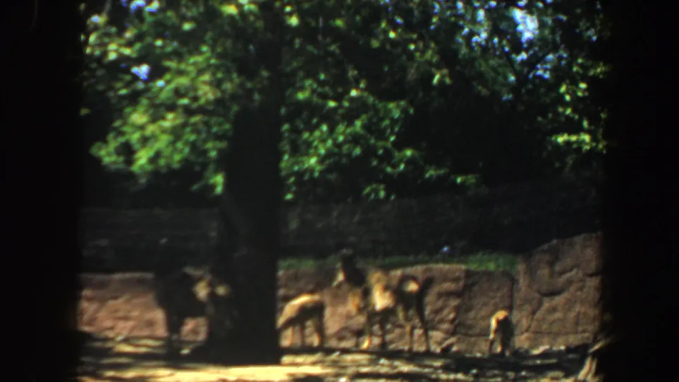 Wider 1964 Saint Louis zoo view showing several animals dispersed across a shaded enclosure.