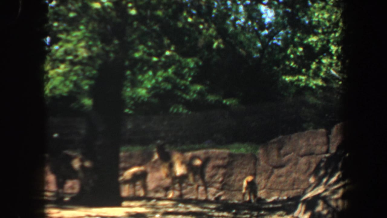Fawns stand in a shaded zoo enclosure with rock walls, trees, and sunlit ground.