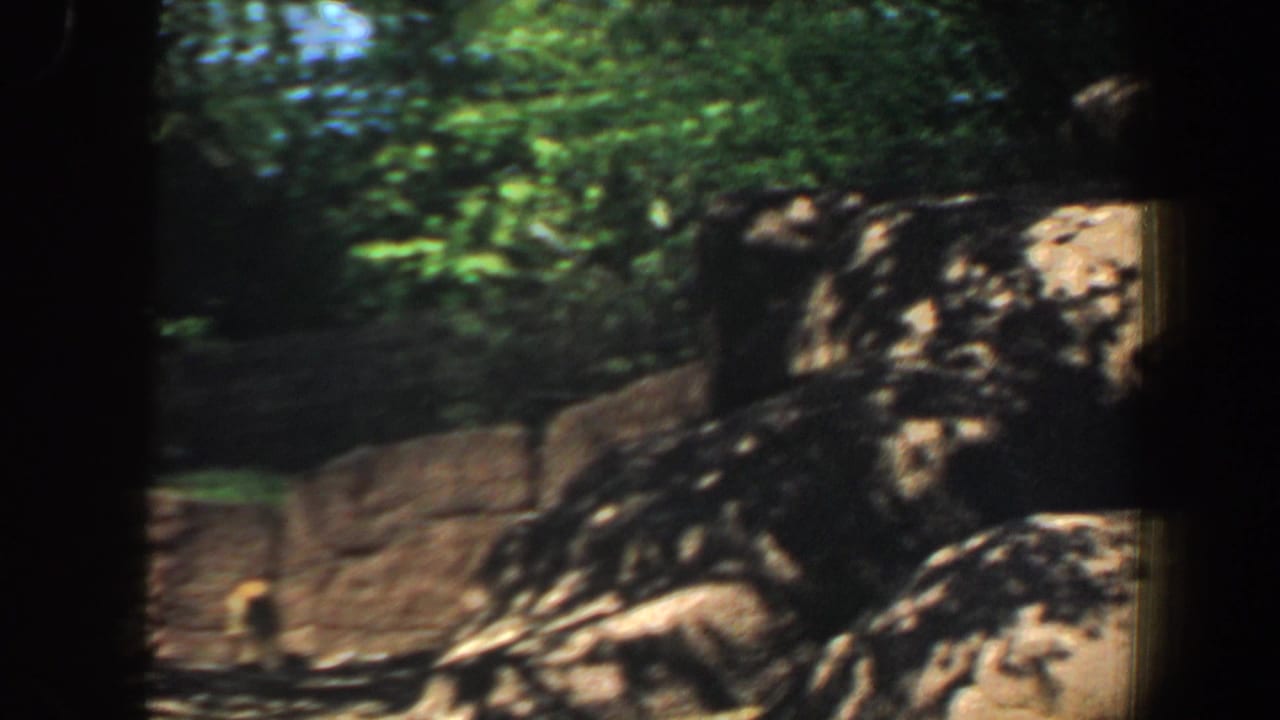 Rocky zoo habitat with fawns near the back wall and trees casting shade.