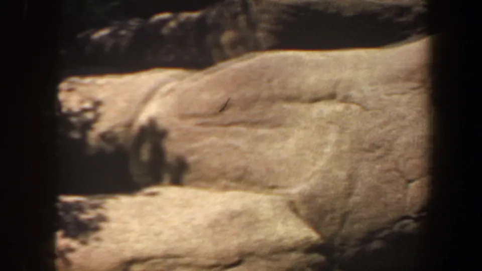 A young fawn is visible near the lower left of a rocky Saint Louis zoo habitat, with large boulders filling the foreground.