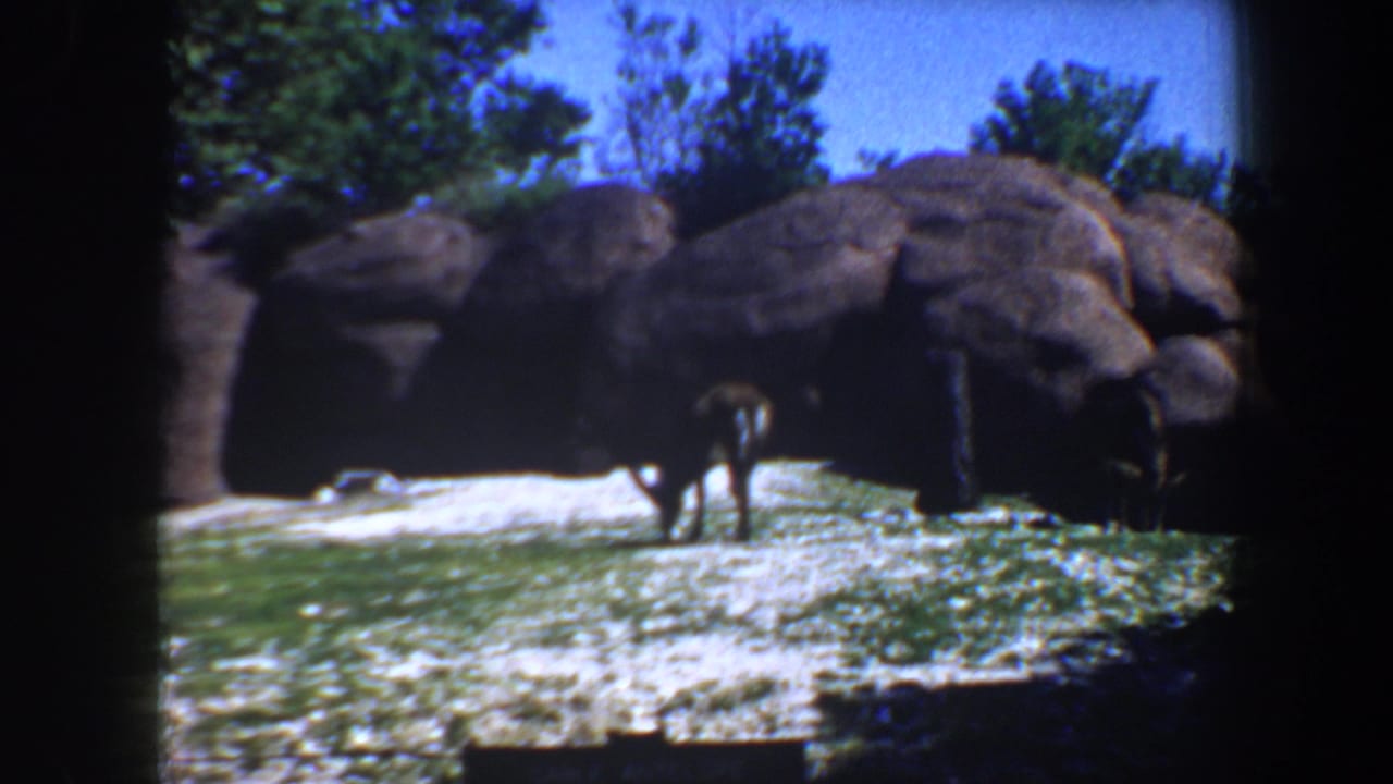 Deer stands in grassy enclosure near large artificial rocks.
