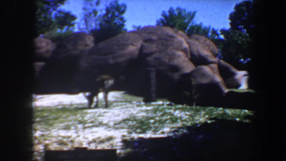1964 8mm frame of a deer foraging in a Saint Louis animal park enclosure beside artificial rock shelters and sunlit ground.