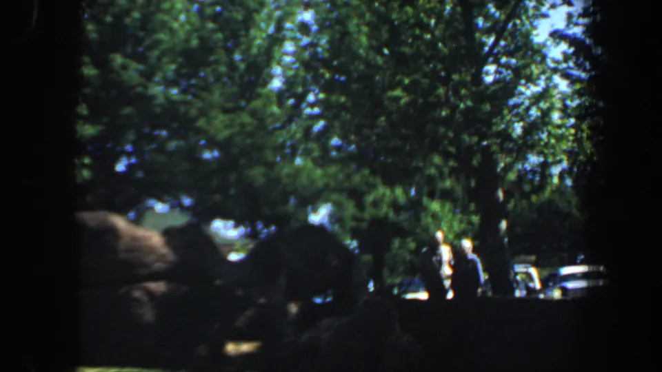 A wider 1964 Saint Louis animal park view shows trees, rocks, distant visitors, and parked cars near the enclosure area.