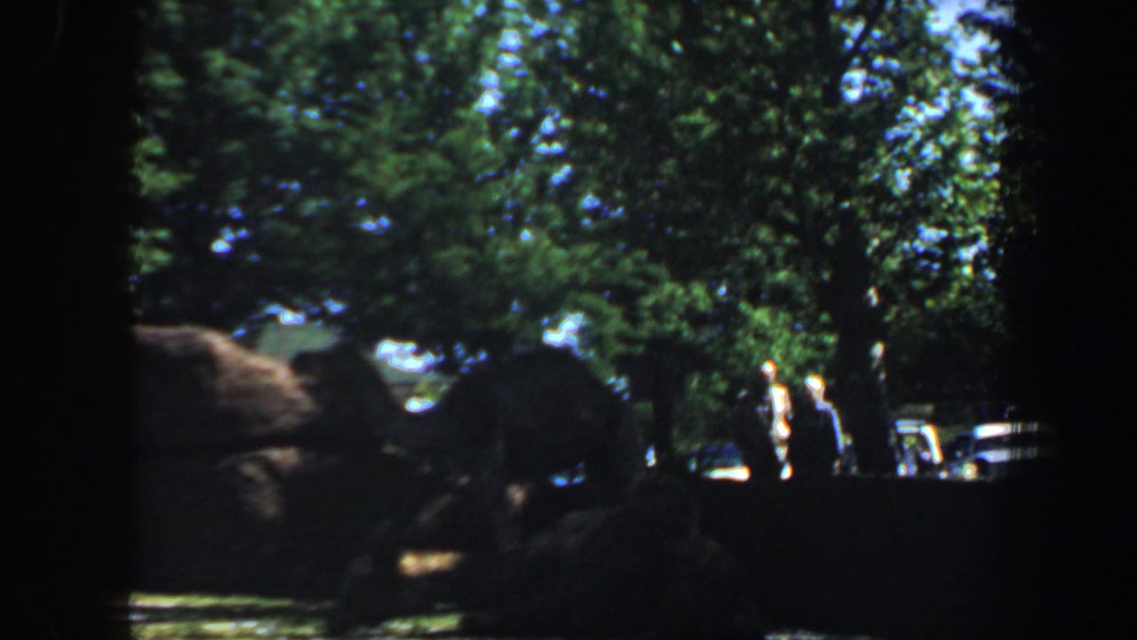 Shaded animal enclosure with distant visitors and parked cars beyond trees.