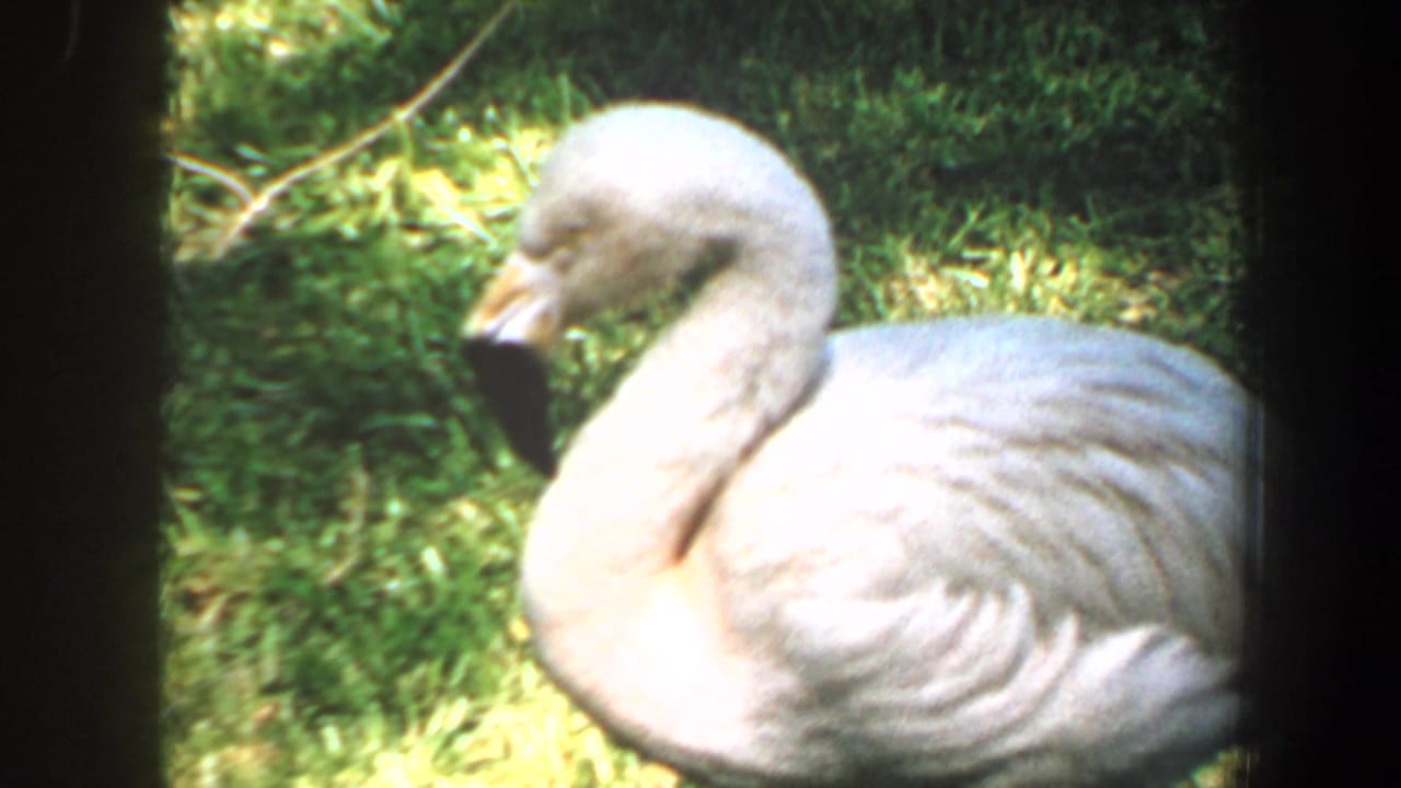 Close 1964 Saint Louis 8mm view of a pale flamingo standing in a grassy zoo or wildlife-park enclosure.
