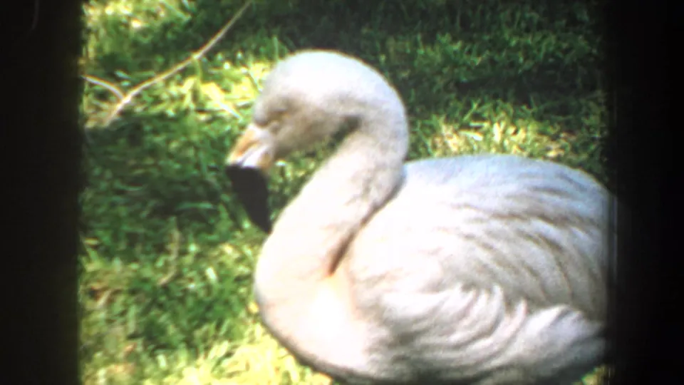 Close 1964 Saint Louis 8mm view of a pale flamingo standing in a grassy zoo or wildlife-park enclosure.