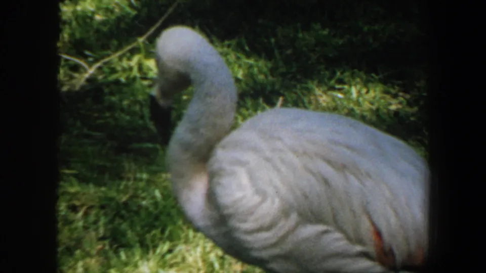 Pale flamingo seen in close side view on grass, with soft 8mm focus and shaded foliage behind it.