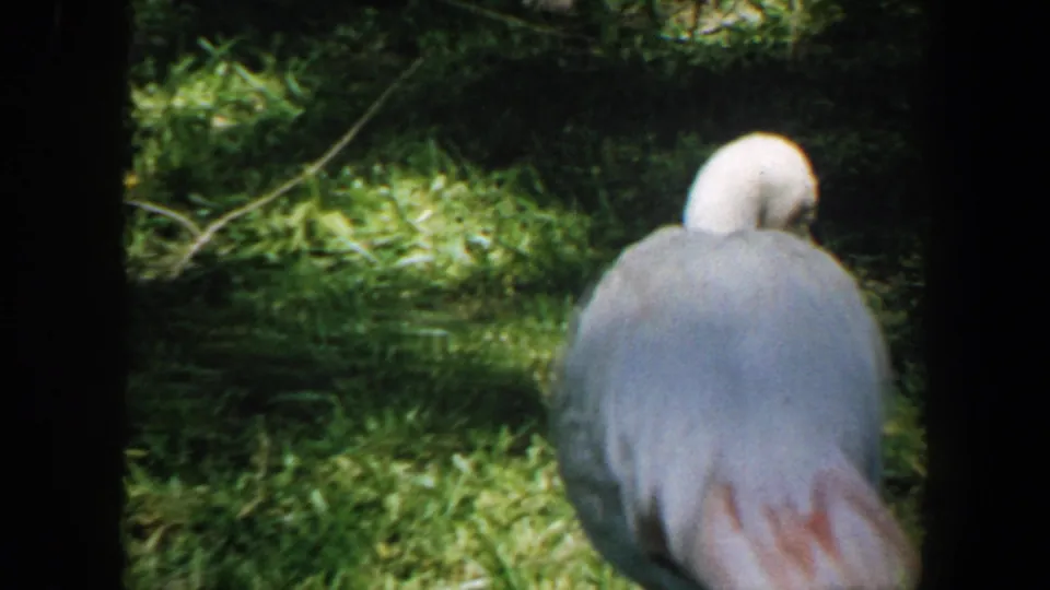 Rear view of the pale flamingo in a grassy enclosure, with pink feather tones visible near the tail.