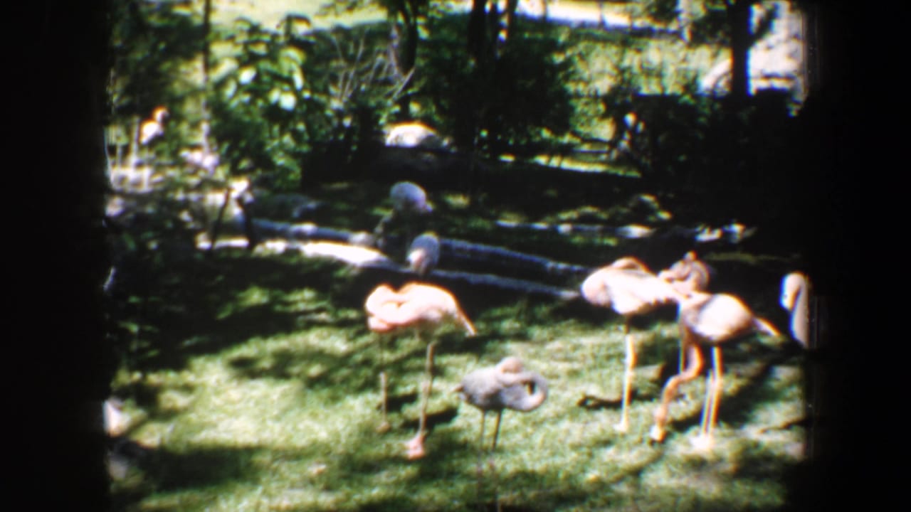 Flamingos standing and walking on grass inside a shaded enclosure.