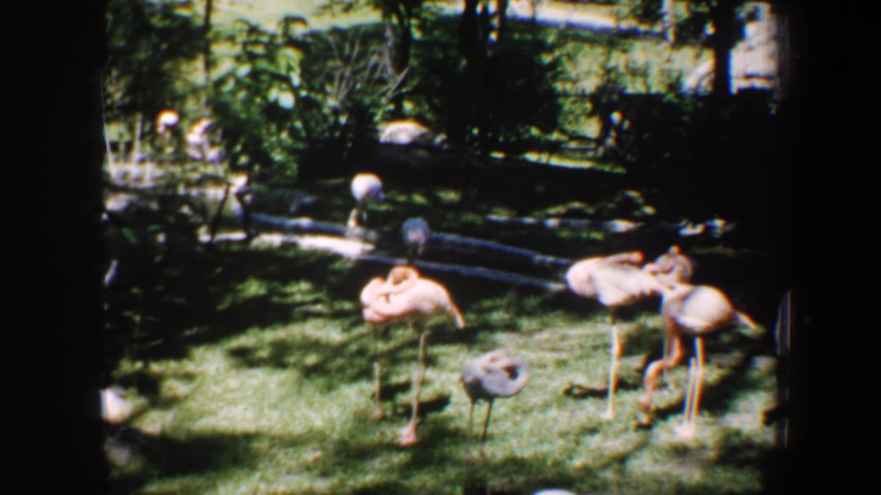 Flamingos gathered on grass with logs and shaded foliage behind them.