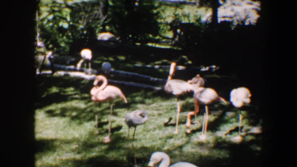 1964 8mm frame of flamingos and other pale birds moving across grass in a shaded zoo or wildlife-park setting.
