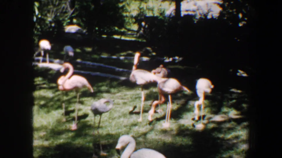 Final 1964 Saint Louis frame with flamingos, pale birds, grass, logs, and dark tree shade in a zoo-like habitat.