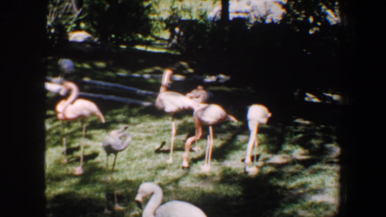 Flamingos and a gray bird standing on grass in a shaded enclosure.