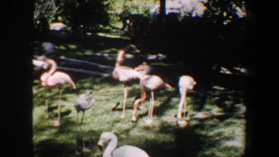 1964 Saint Louis home-movie frame showing several flamingos and a gray bird on grass in a leafy zoo or park enclosure.