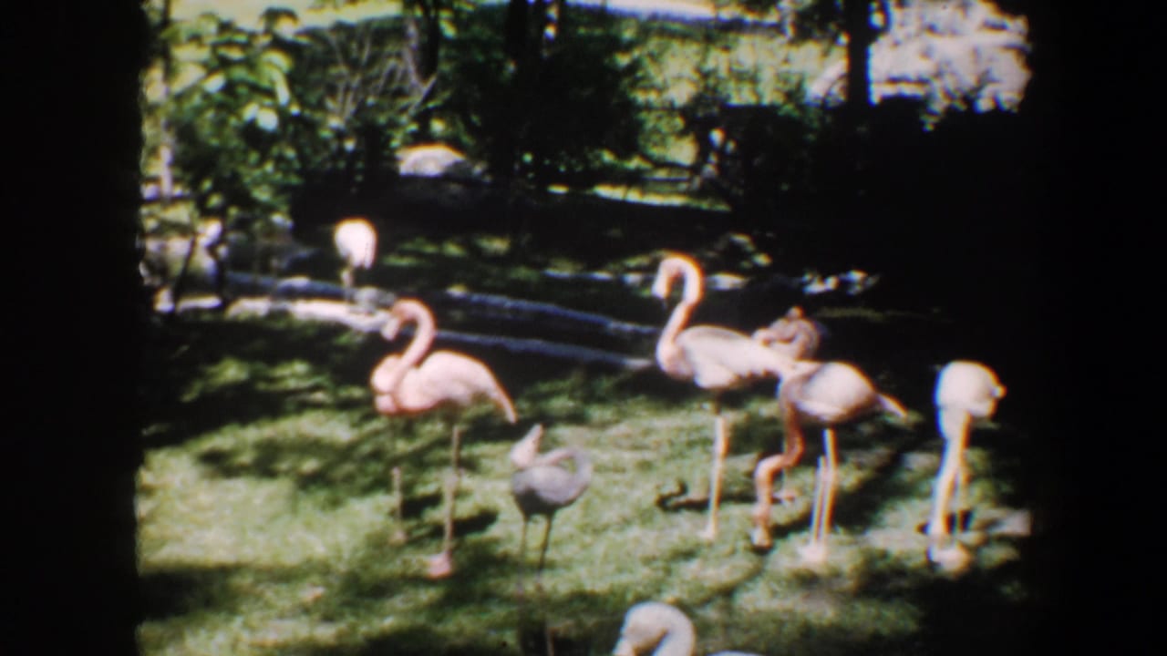 1964 Saint Louis frame with flamingos standing and foraging in a green landscaped enclosure under dappled shade.
