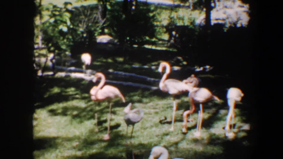 1964 Saint Louis frame with flamingos standing and foraging in a green landscaped enclosure under dappled shade.