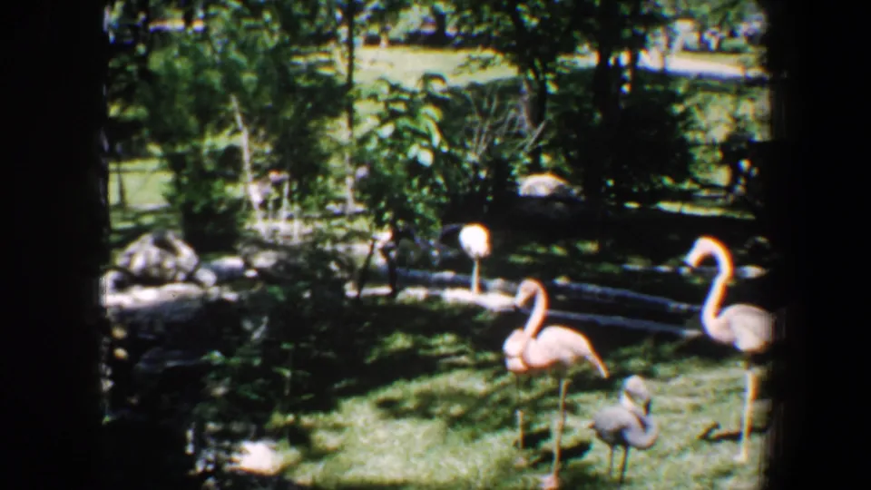 1964 Saint Louis home-movie frame showing flamingos, a gray bird, rocks, and leafy landscaping in a zoo or park setting.