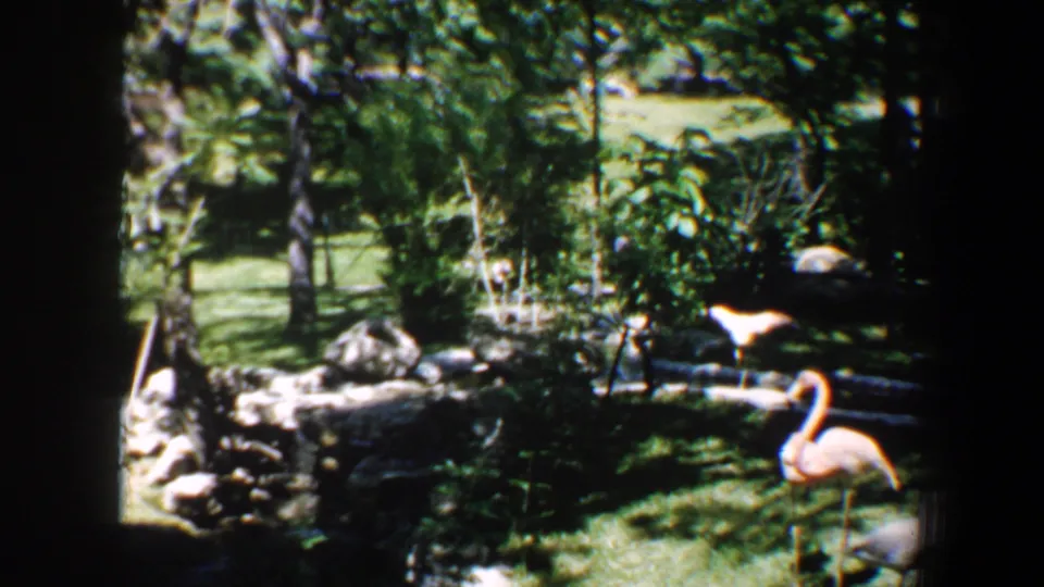 1964 Saint Louis frame showing a flamingo near rocks, shrubs, and grass within a shaded zoo or park enclosure.