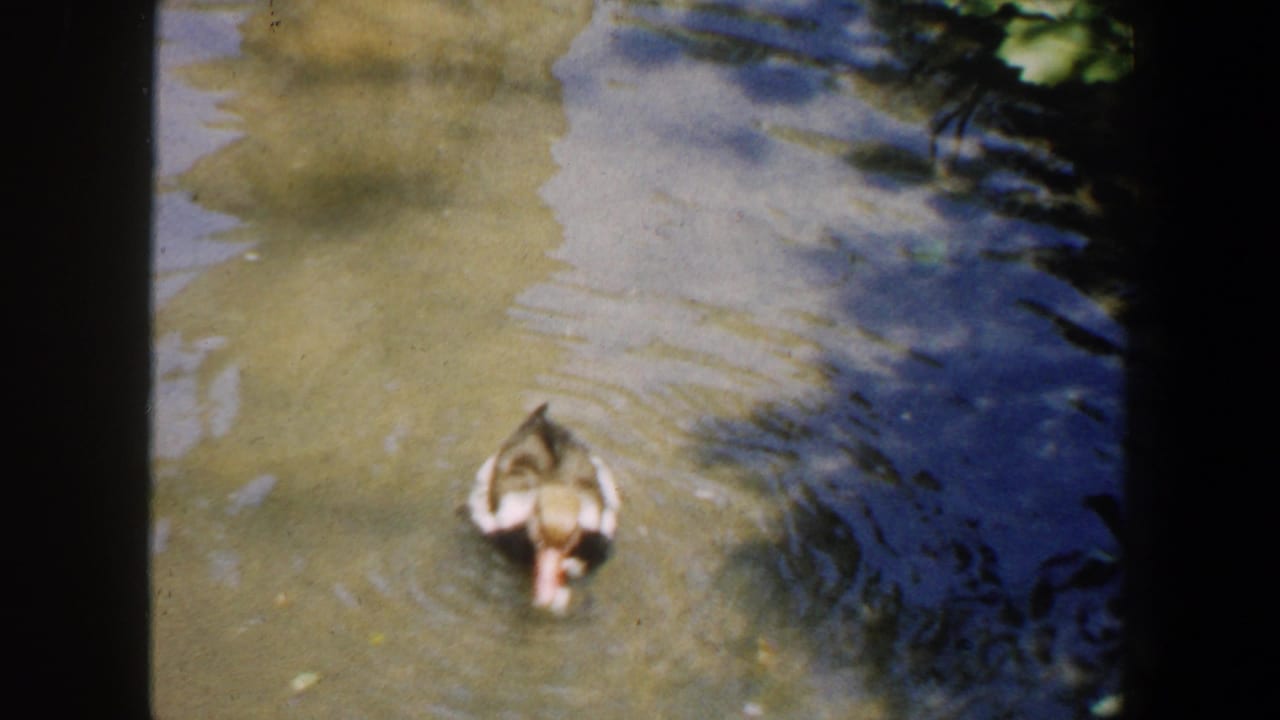 A duck swims through shallow sunlit water with ripples around it.