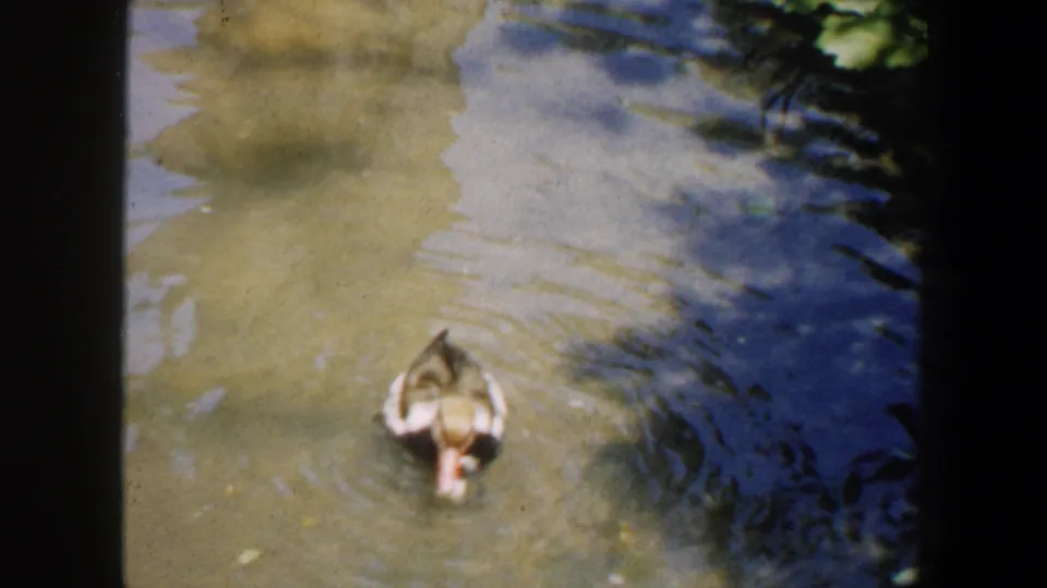 A duck swims in a shallow zoo pond in 1964 Saint Louis home-movie footage, with sunlit ripples and dark film borders.