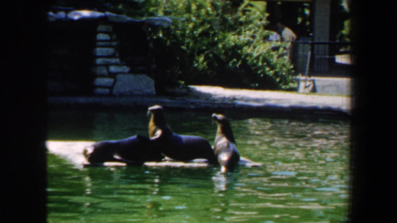 Three seals rest on a low concrete platform in green water near a zoo enclosure edge.