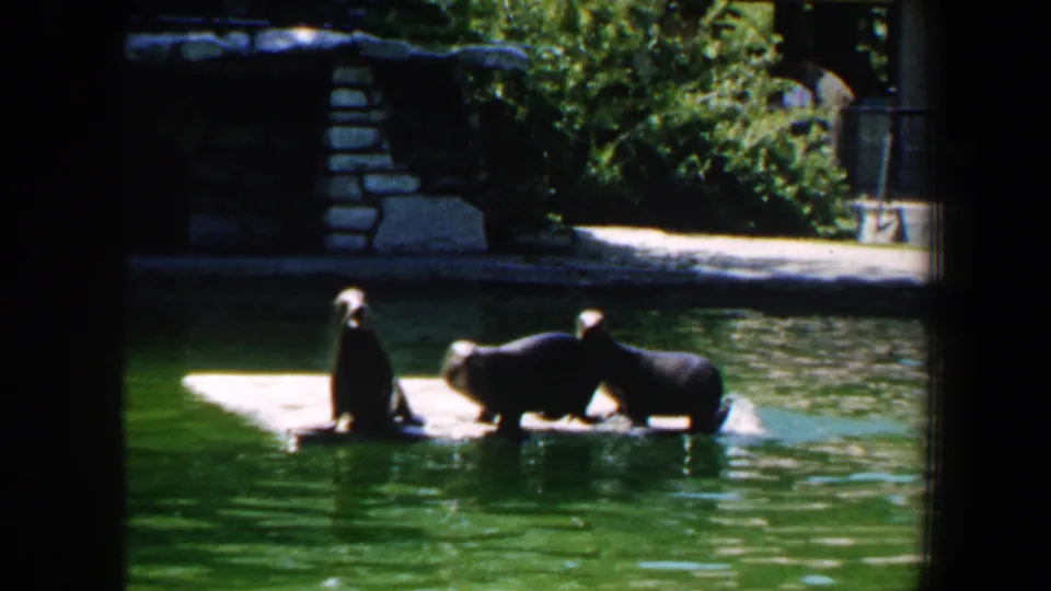 Seals sit and recline on a small concrete platform in a Saint Louis zoo water enclosure, with foliage and stonework behind them.
