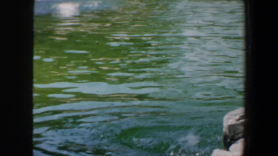 A quiet view of rippling green zoo pond water in the 1964 Saint Louis home movie, with only the enclosure edge visible.